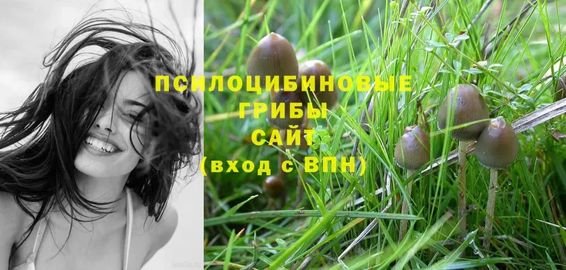 Галлюциногенные грибы Cubensis  blacksprut ссылка  Новоалександровск 